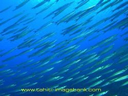 Banc de bécunes - Manihi pass - Tuamotu archipelago by Eric Pinel 